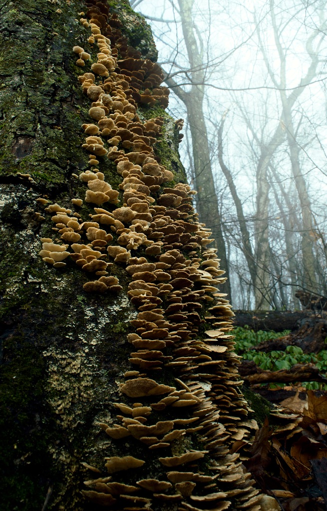 mushroom-tree-1